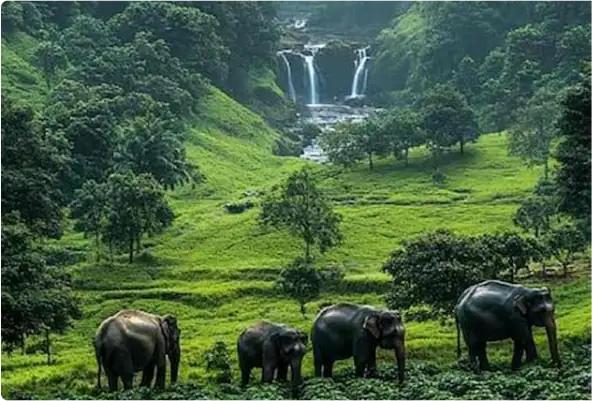 Wayanad